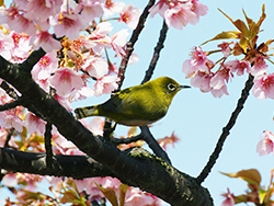 野鳥の調査を行いました