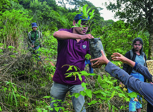 Planting trees in December 2022