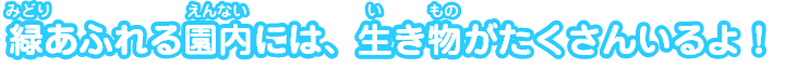 緑あふれる園内には、生き物がたくさんいるよ！