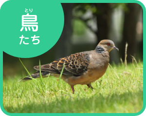 鳥たち