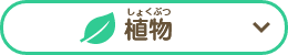 植物