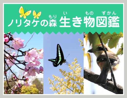 ノリタケの森 生き物図鑑