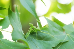 ハラビロカマキリ