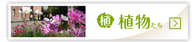 植物たち