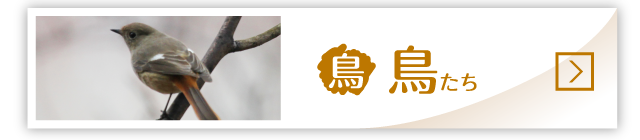 鳥たち