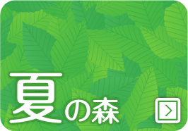 夏の森