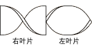 静态混合管叶片的形状